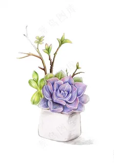 手绘多肉图片 手绘多肉图片