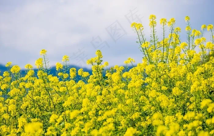 油菜花图片