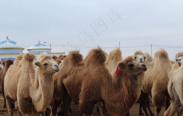骆驼群图片