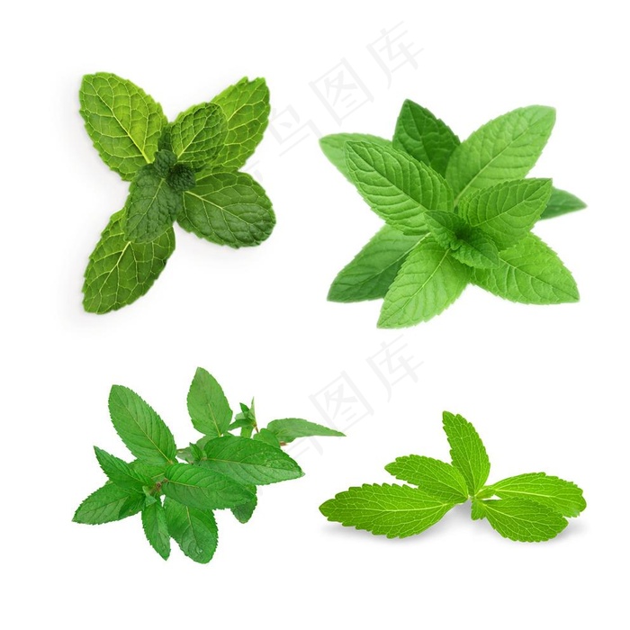 薄荷叶子图片