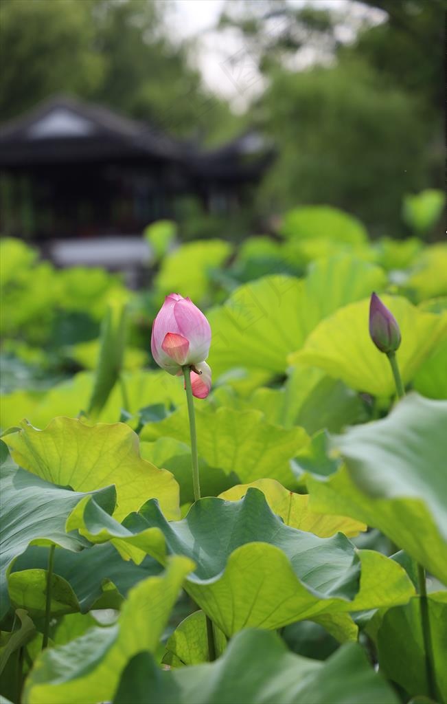 荷花图片