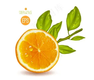 橙子图片