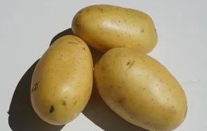 土豆洋芋马铃薯芋头图片