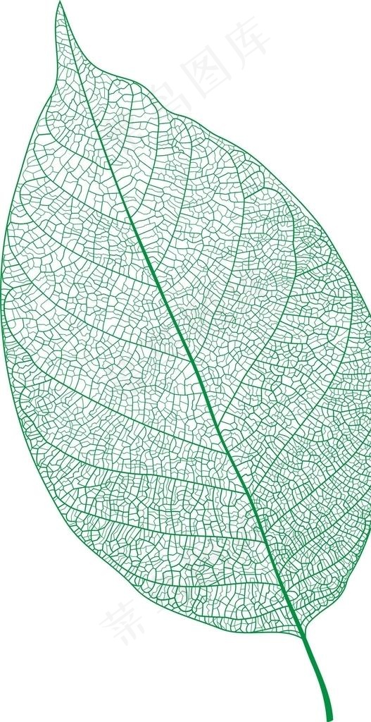 矢量经络树叶图片