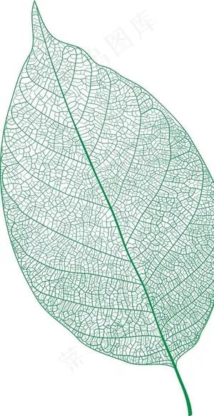 矢量经络树叶图片 矢量经络树叶图片