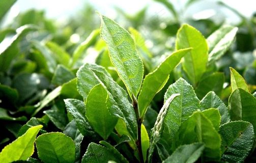 茶叶摄影图图片 茶叶摄影图图片