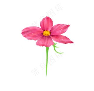 手绘格桑花图片