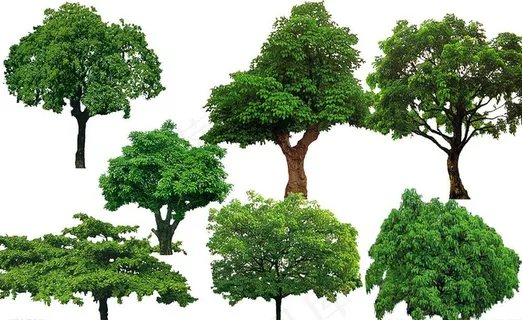 树素材图片
