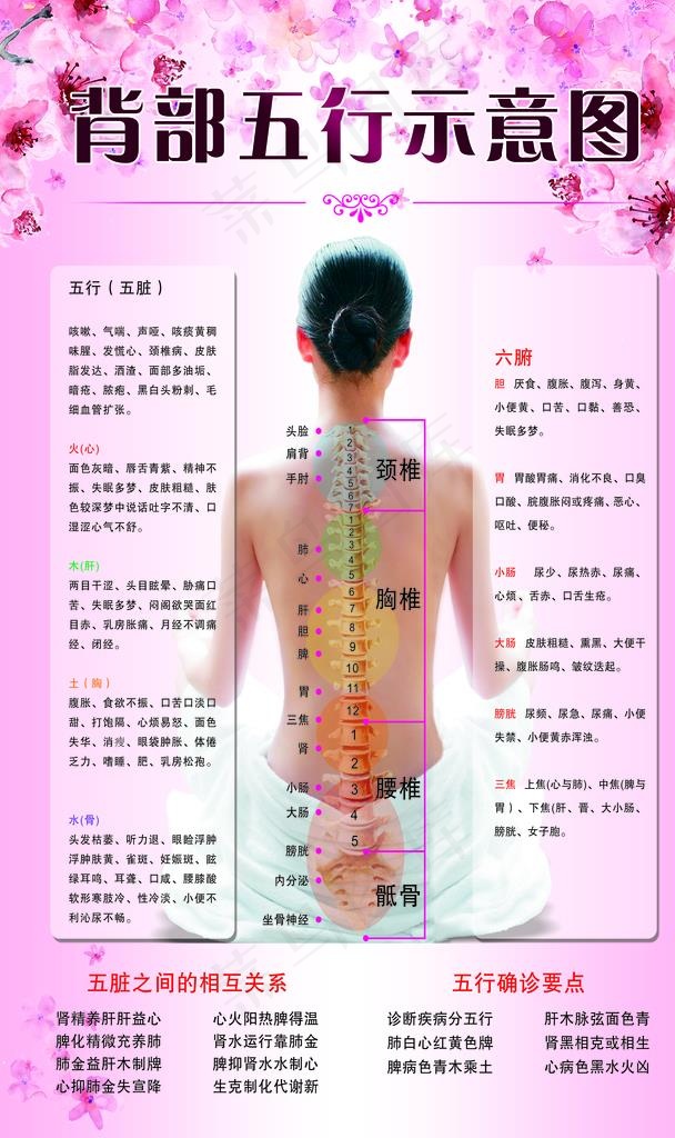 背部五行示意图图片(3937X6299(DPI:200))psd模版下载