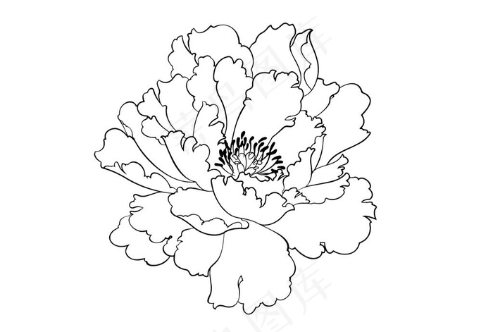 牡丹花 线描 黑白  高贵图片