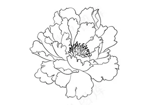 牡丹花 线描 黑白  高贵图片