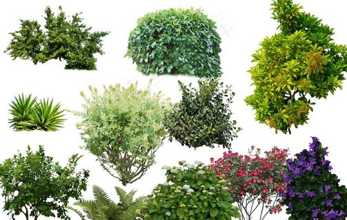 园林草丛图片