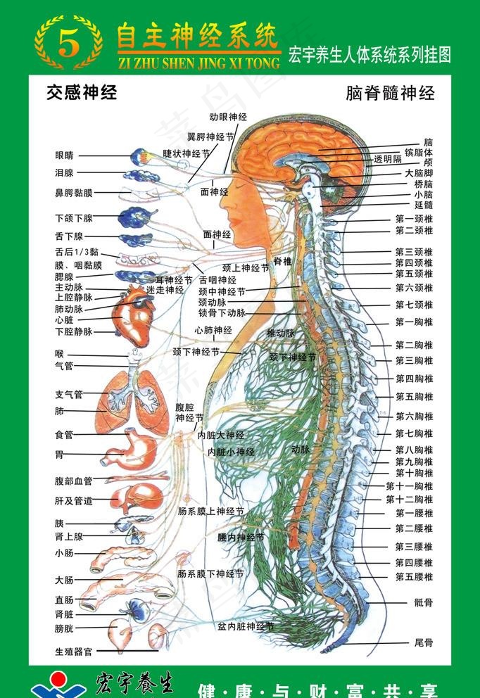 自主神经系统挂图图片(3543X5316(DPI:300))psd模版下载