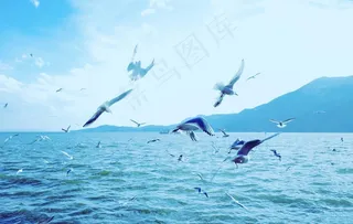 云南昆明滇池海鸥图片