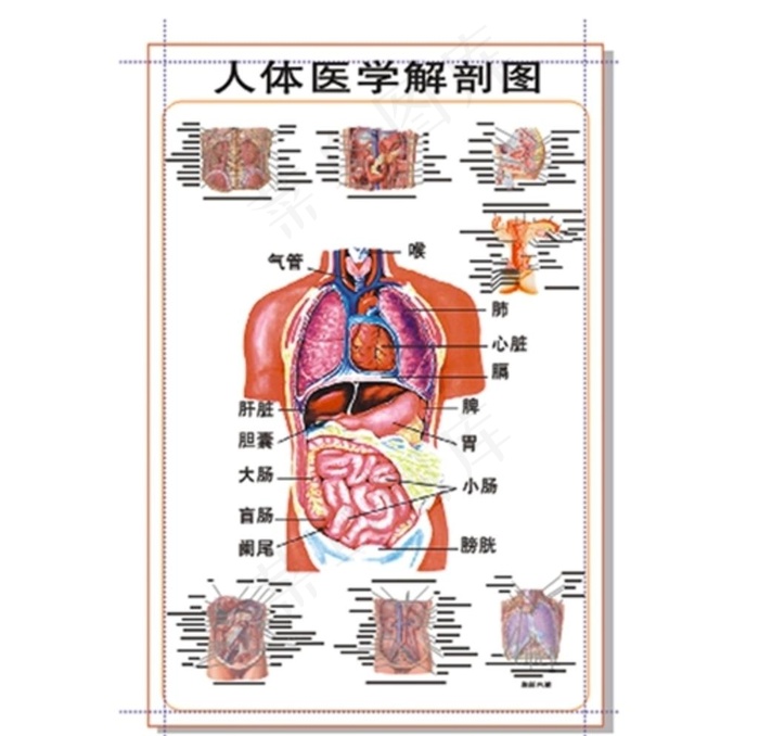 人体医学解剖图图片cdr矢量模版下载