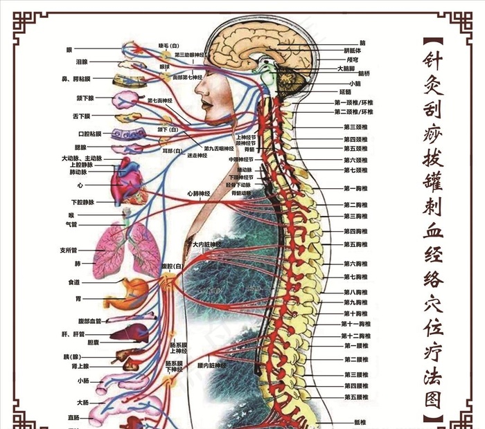 针灸刮痧拔罐刺血经络穴位疗法图图片
