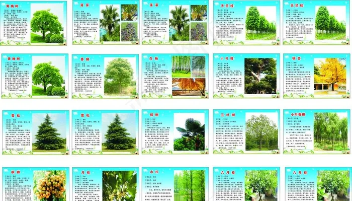 百科树种树类简介图片cdr矢量模版下载