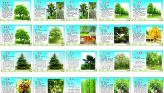 百科树种树类简介图片