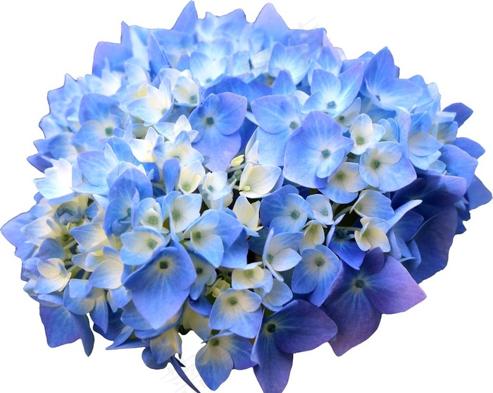 花朵图片(3793X3136(DPI:300))psd模版下载
