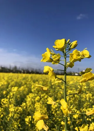 油菜花图片