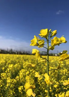 油菜花图片 油菜花图片