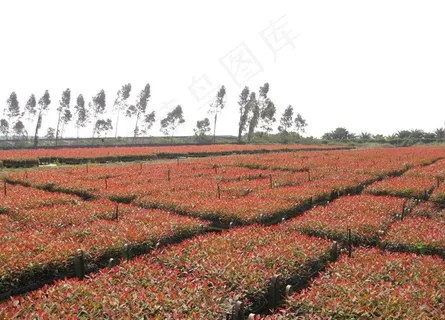 红色的桉树苗图片 红色的桉树苗图片