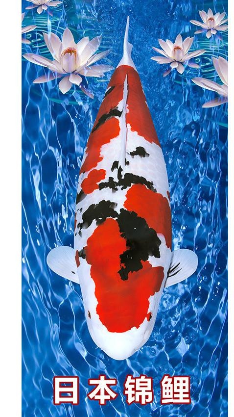 日本锦鲤图片(4691X9449(DPI:300))psd模版下载