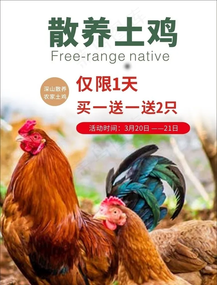 散养土鸡图片