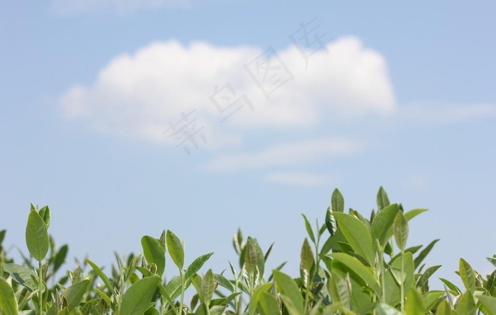 云淡茶青图片