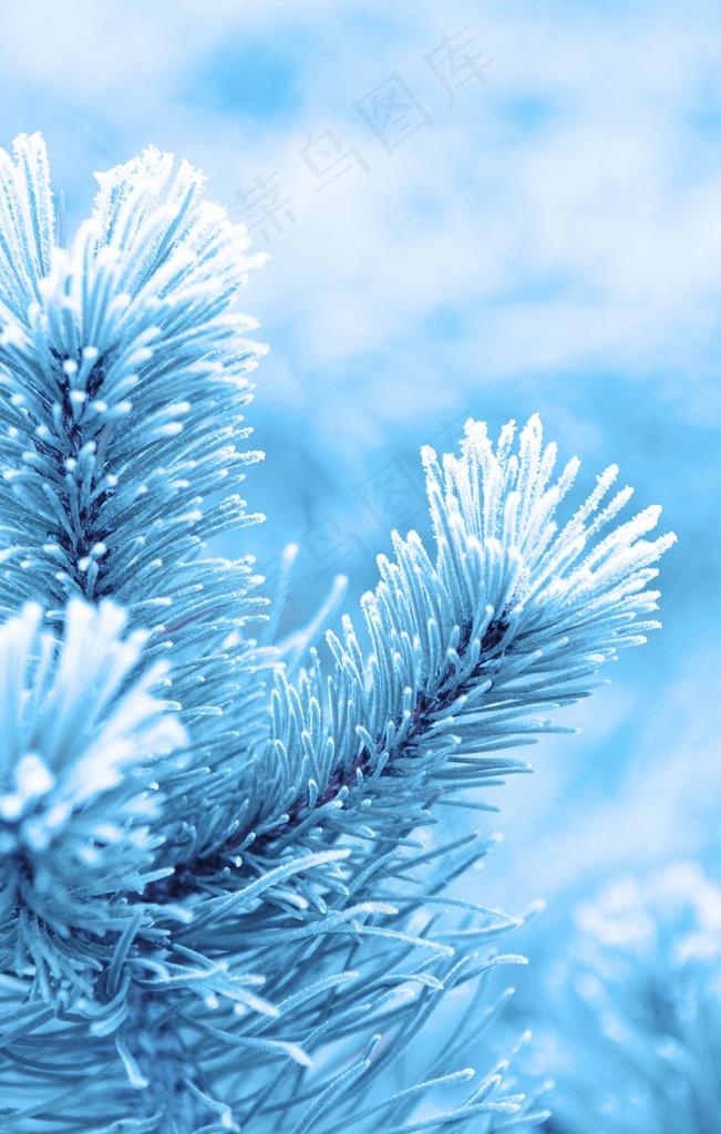 雾凇图片