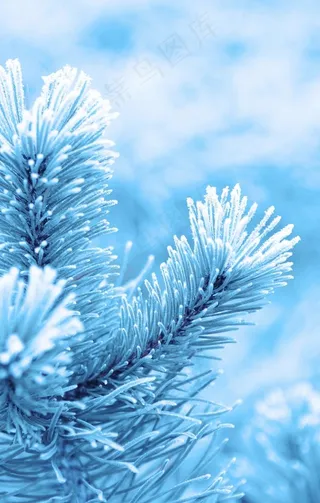 雾凇图片