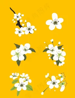 春天白色梨花盛开图片