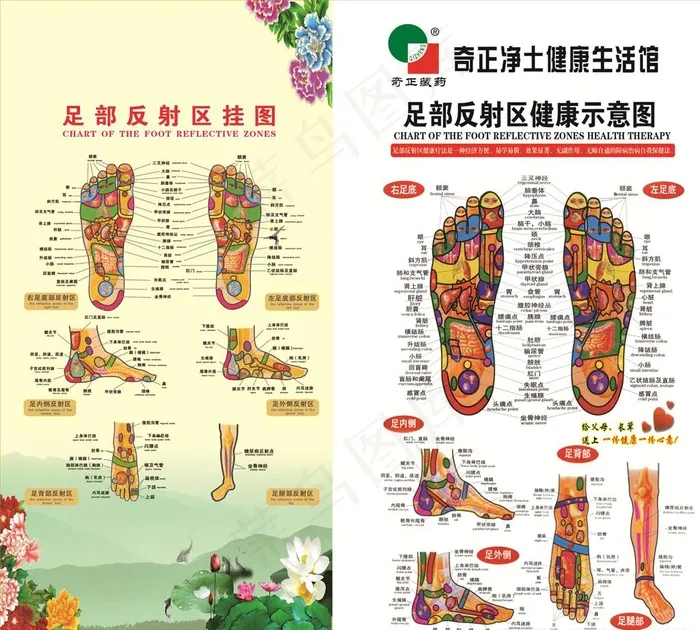 足部反射区挂图图片cdr矢量模版下载