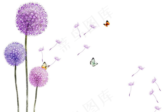 蒲公英图片