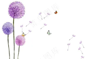蒲公英图片