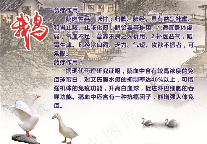 鹅   鹅的介绍图片