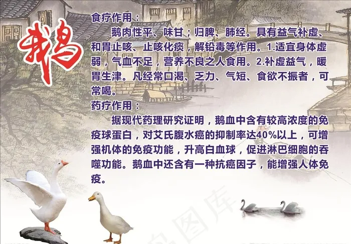 鹅   鹅的介绍图片(210X297)cdr矢量模版下载