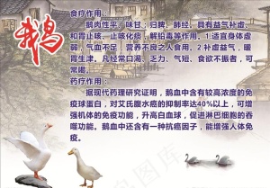 鹅   鹅的介绍图片