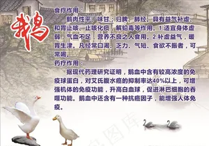 鹅   鹅的介绍图片