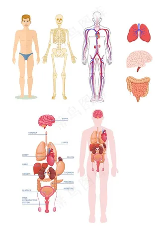 人体结构图PNG免扣素材图片