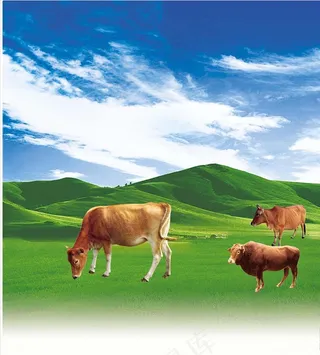 牛羊草原图片