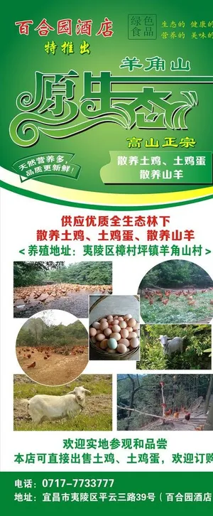 原生态土鸡展架图片