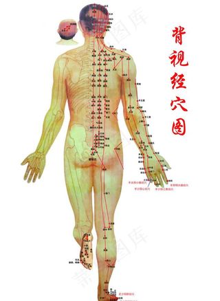 背部经穴图图片
