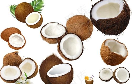 椰子图片