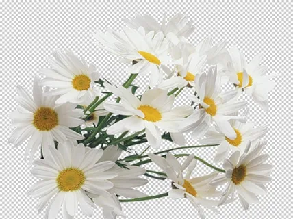 洋甘菊图片 洋甘菊图片