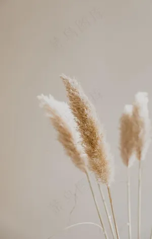 芦苇图片