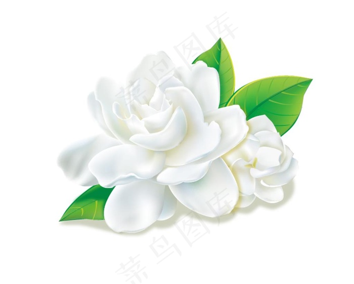 栀子花图片ai矢量模版下载