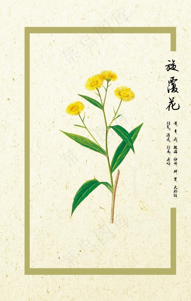 旋覆花图片(4724X7087(DPI:300))psd模版下载