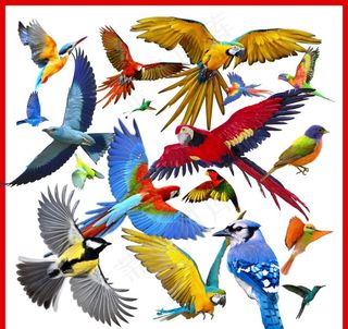 鹦鹉图片