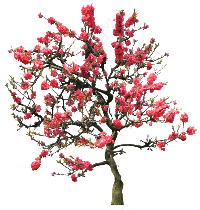 园林树木桃树透明png图片